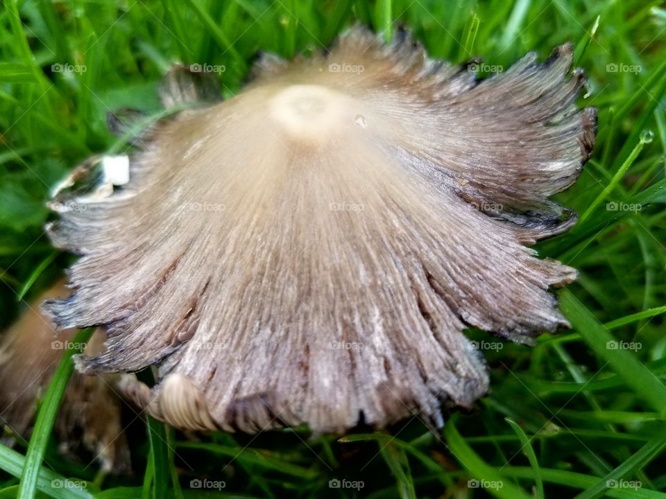 Mushrooms and fungus