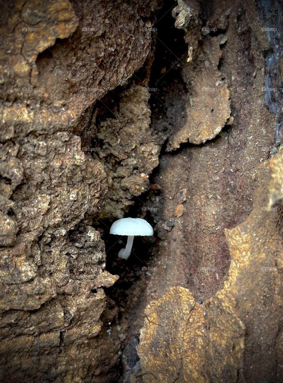 Mushroom Photography 