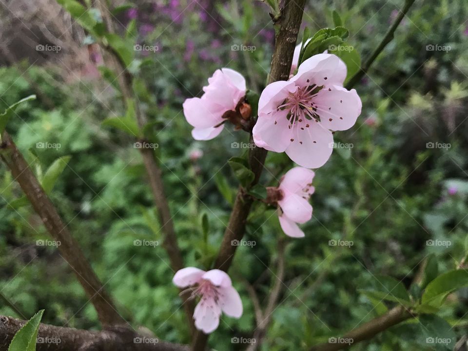 Pink buds on a tree