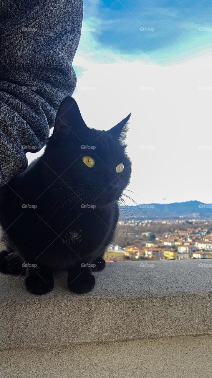 A calm look from a black cat to bring good vibrations on a peaceful day.