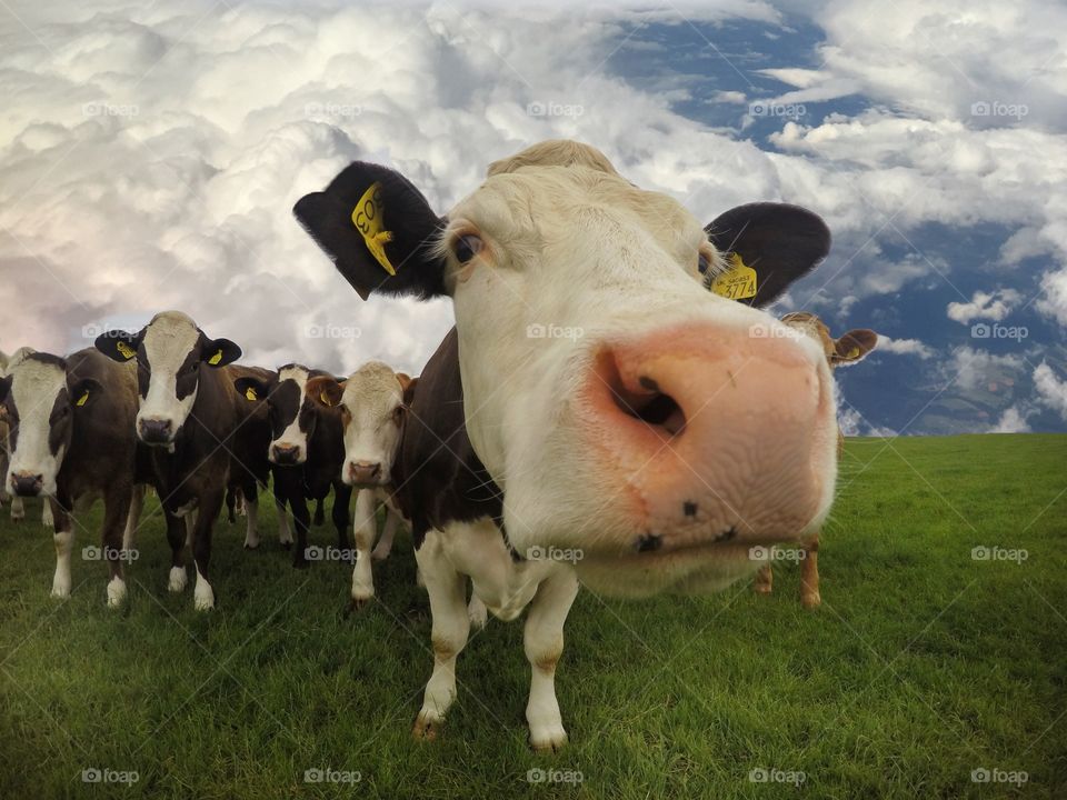 Close up of a cow/fluffy cloud