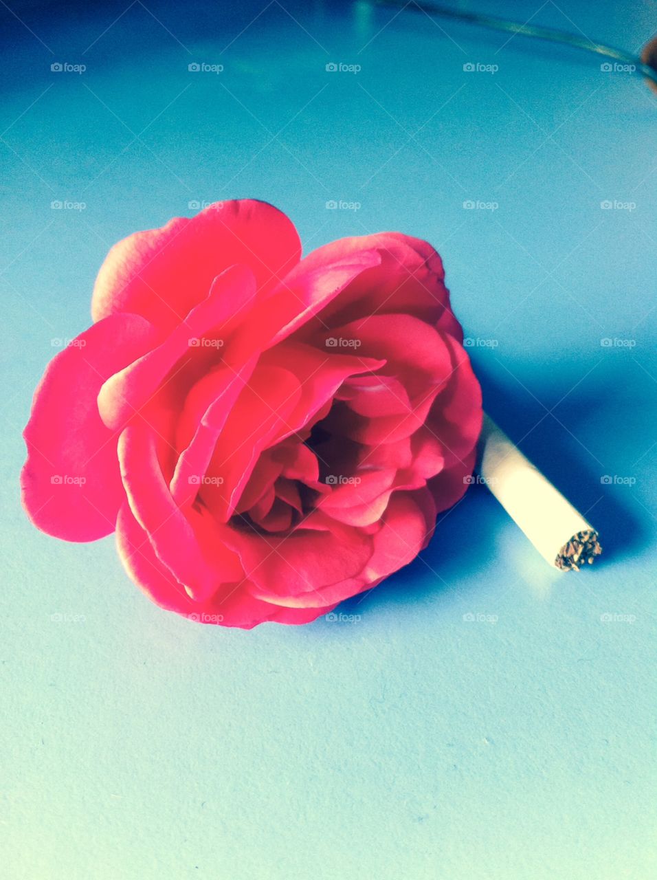 Smoker rose