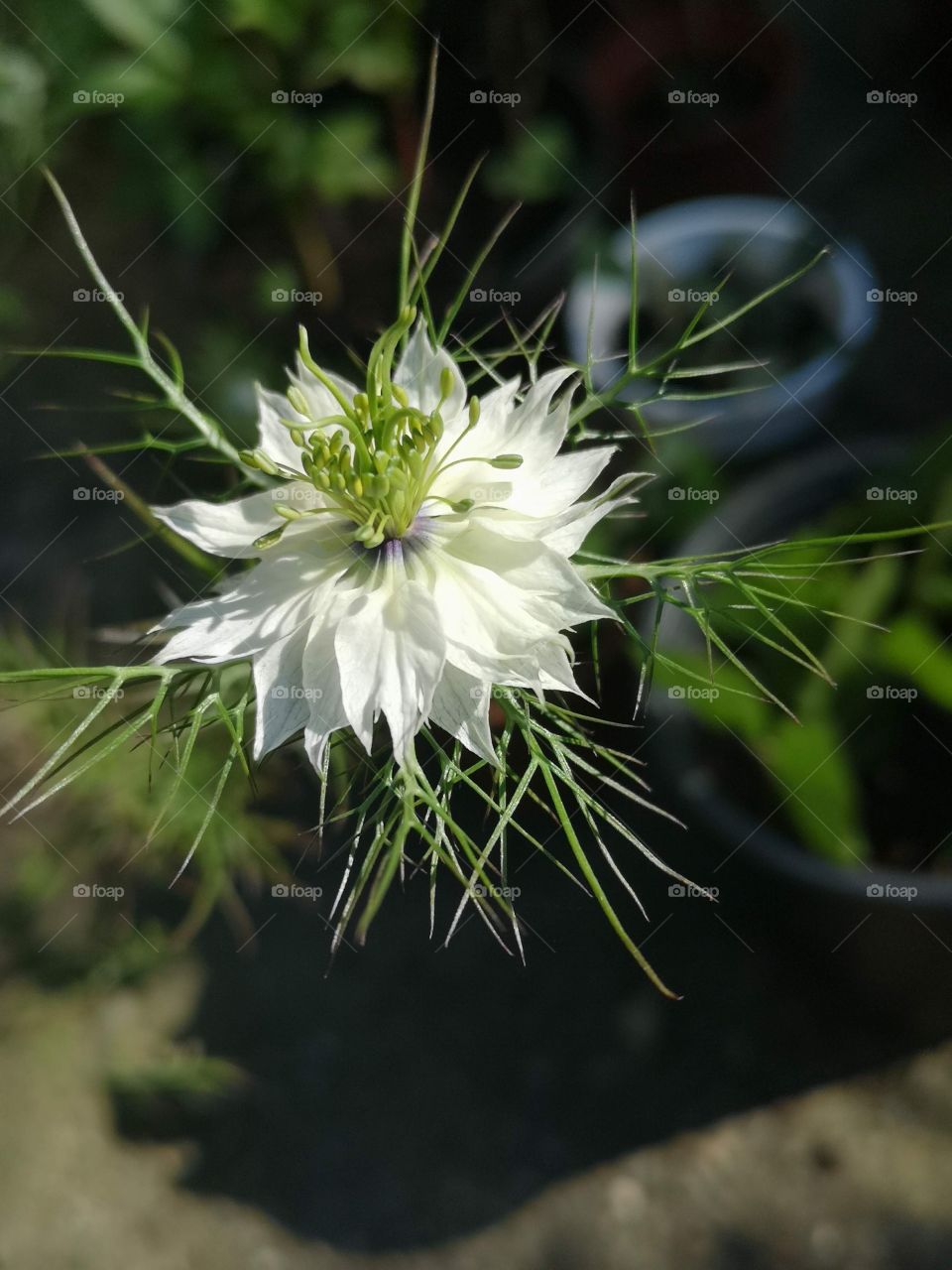 white flower