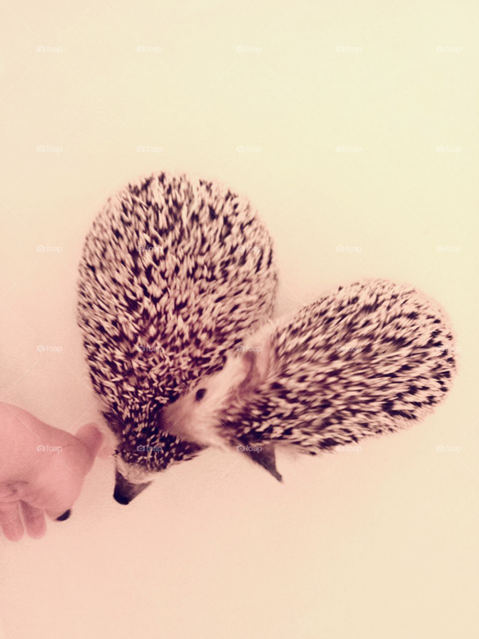 I ♡ hedgehogs