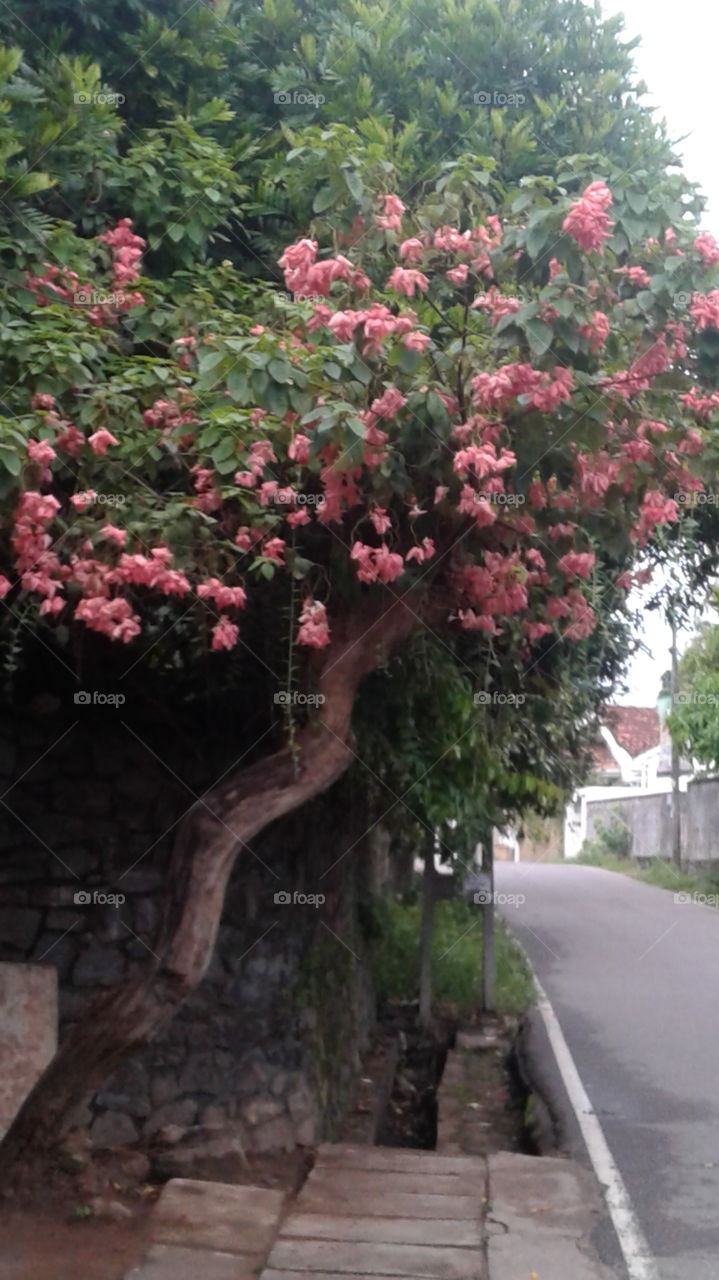 Nature create beauty