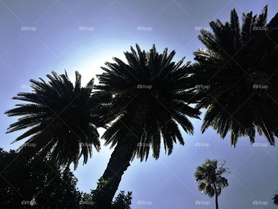 Palm, No Person, Tree, Beach, Coconut