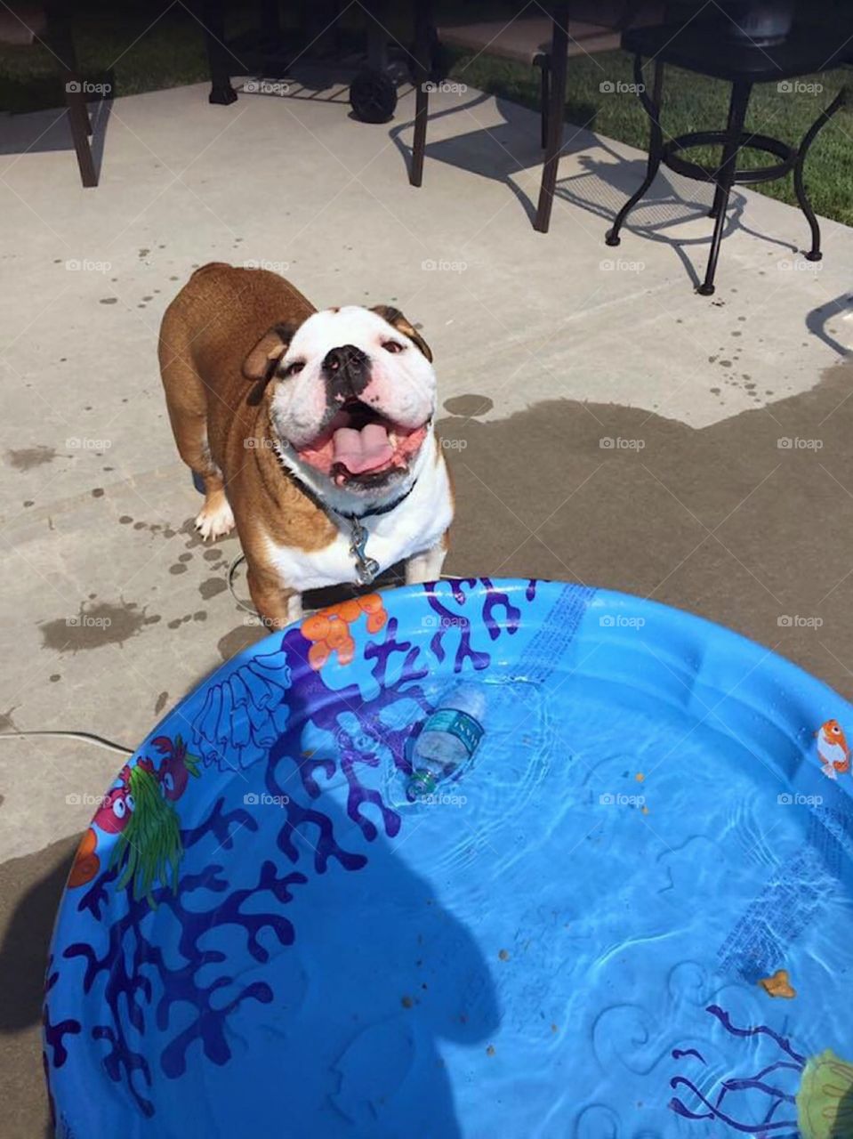 English bulldog loving his pool Summertime 