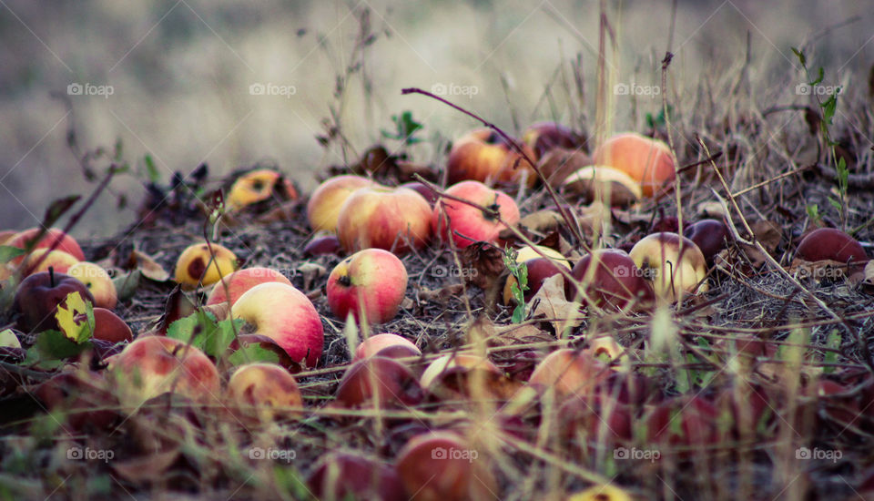 Fallen apples lay on the ground among grass and weeds