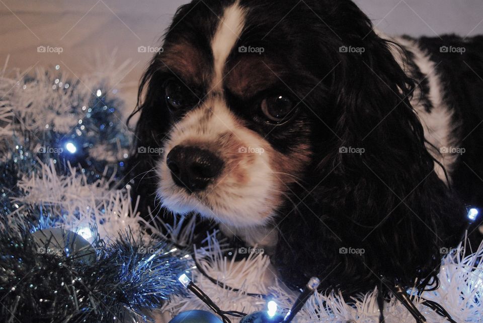 Dog in the tinsel again. 