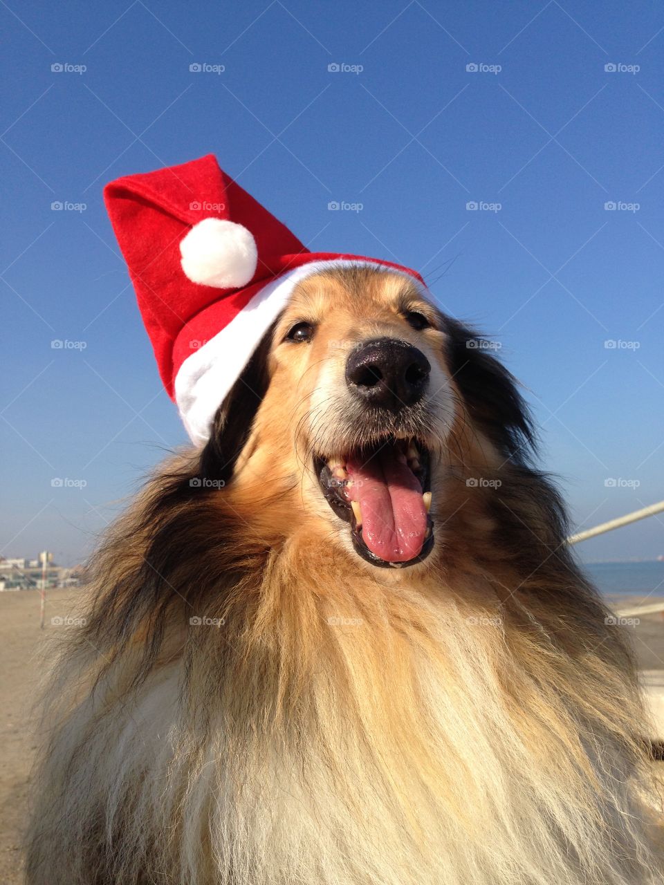 My collie dogs  Lassie and Candy wearing a xmas hat, enjoying the autumn on the beach and celebrating the upcoming holidays waving hello 