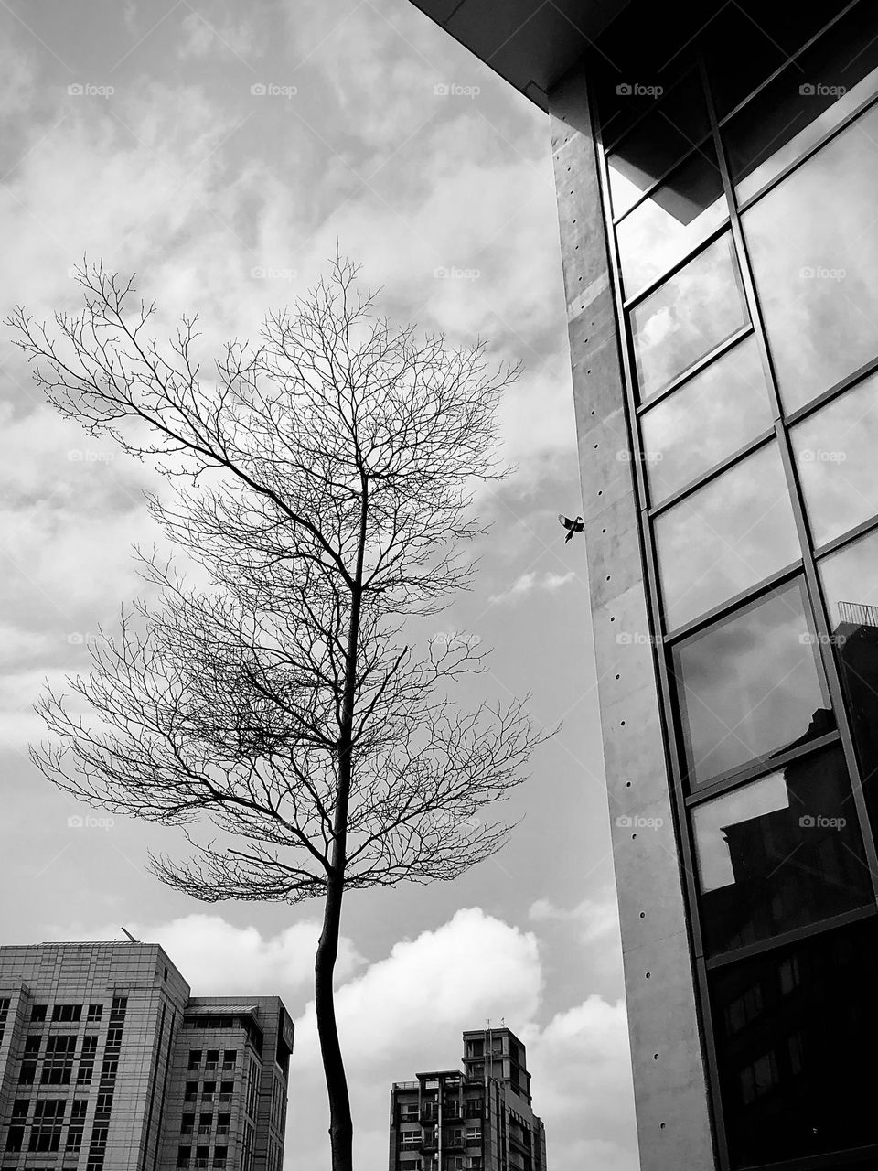 Tree next to the building 