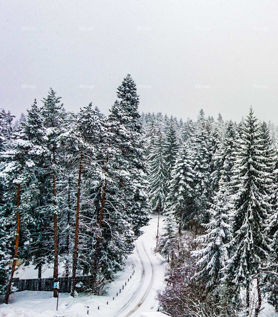 Frozen forest