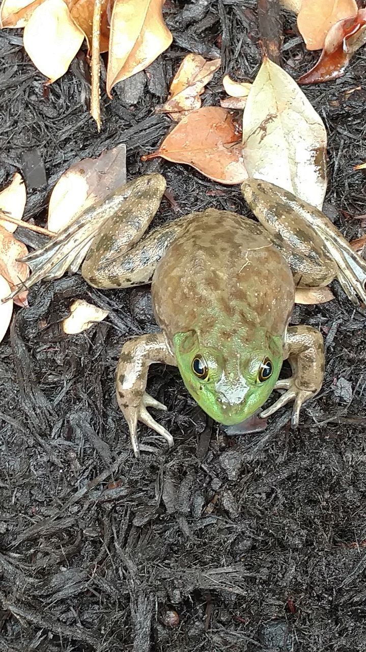 frog