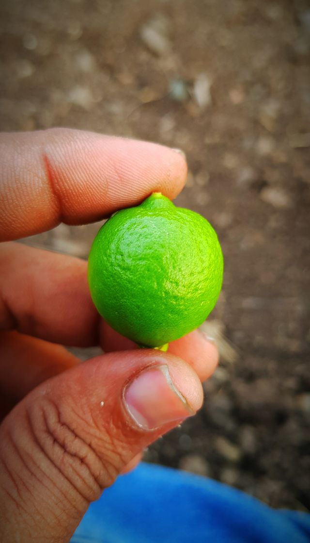 green lamon