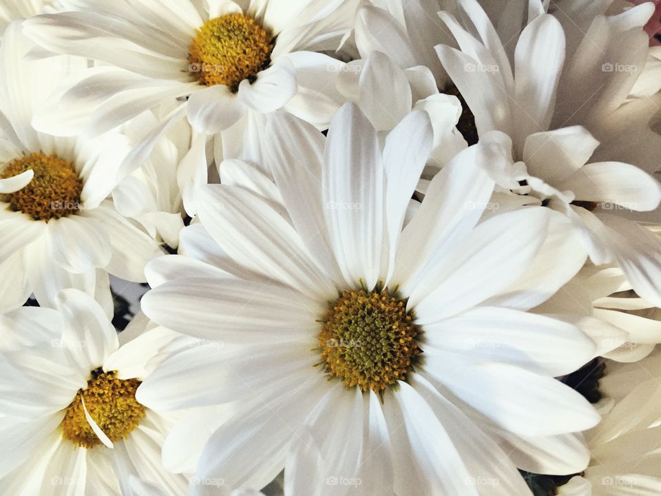 White daisies. 