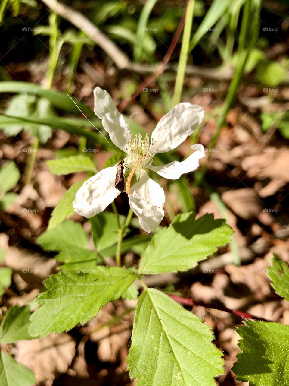 Long antennae pollinator on wild blackberry 
