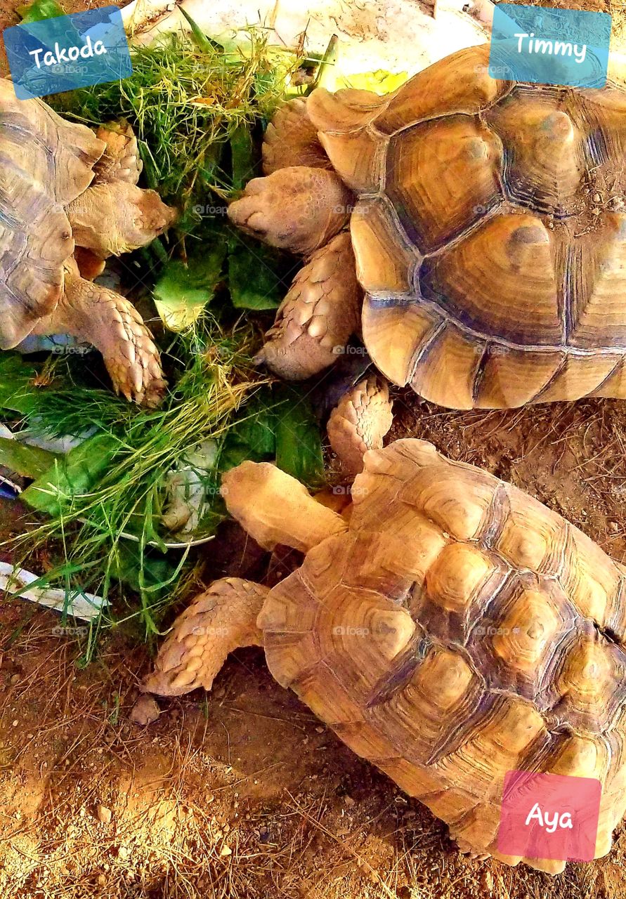 Sulcata tortoises doing what they do best- EATING!