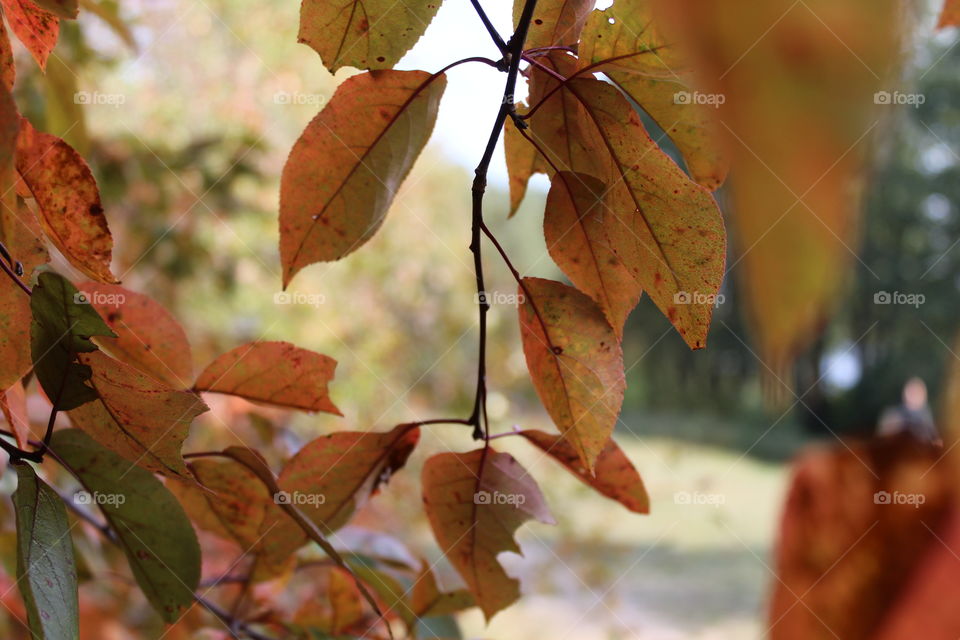 Forest poland light nature warmia mazury macro macrophotography leaves leaf 