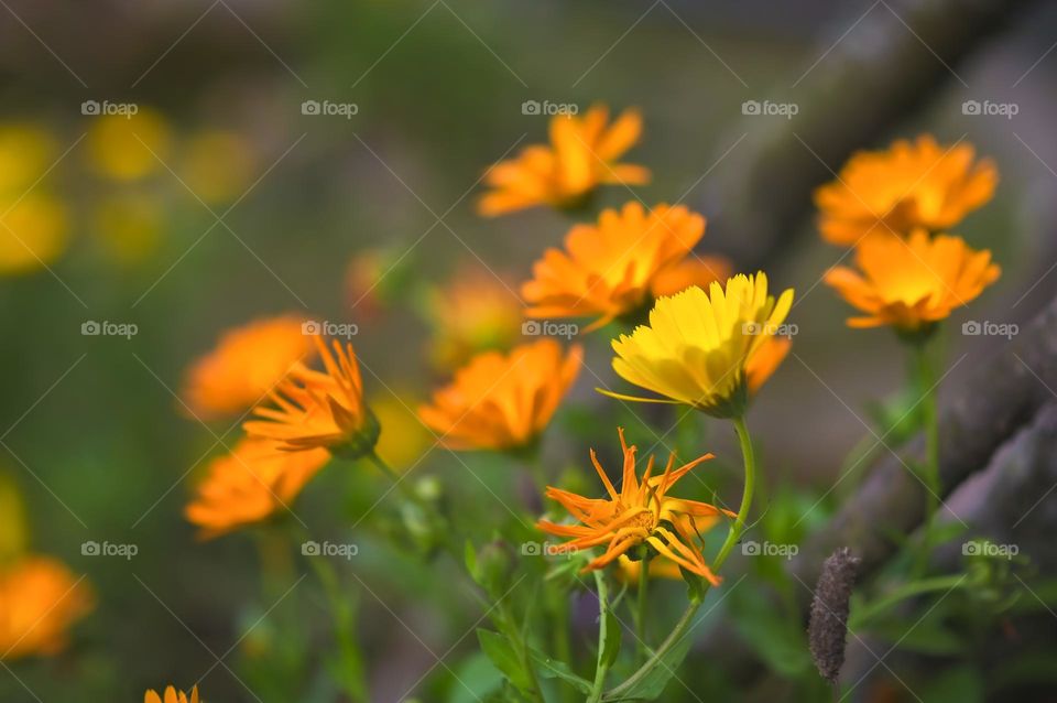 Blooming of spring season flowers is an amazing treat to your eyes