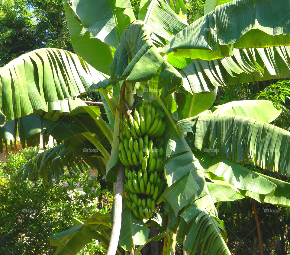 Bunch of bananas hanging from tree