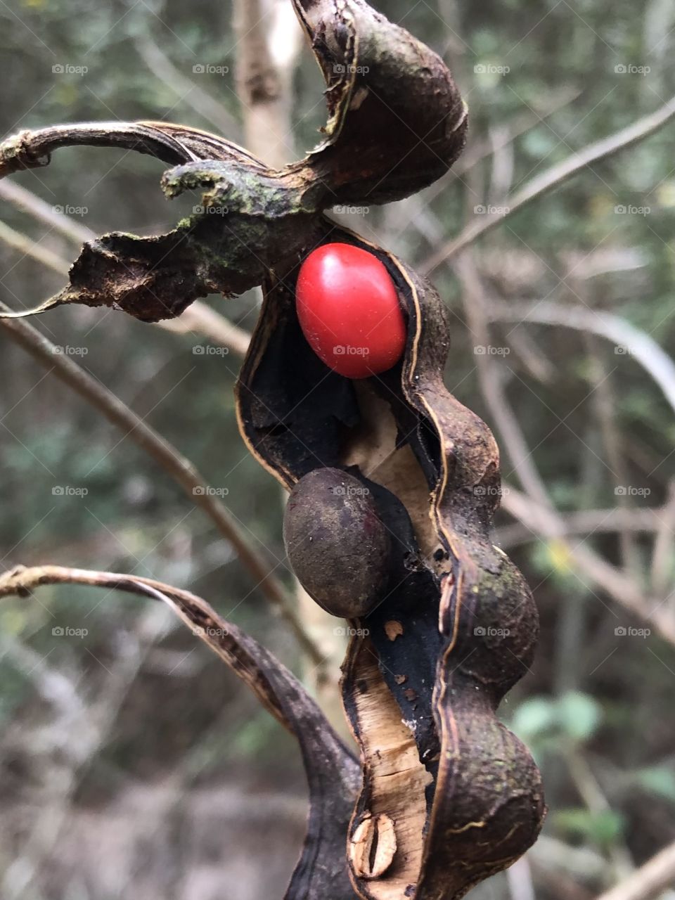 One beautiful red seed survived the hard freeze we had here at the ranch in Texas. It’s the size of an M&M but I promise it’s not! 