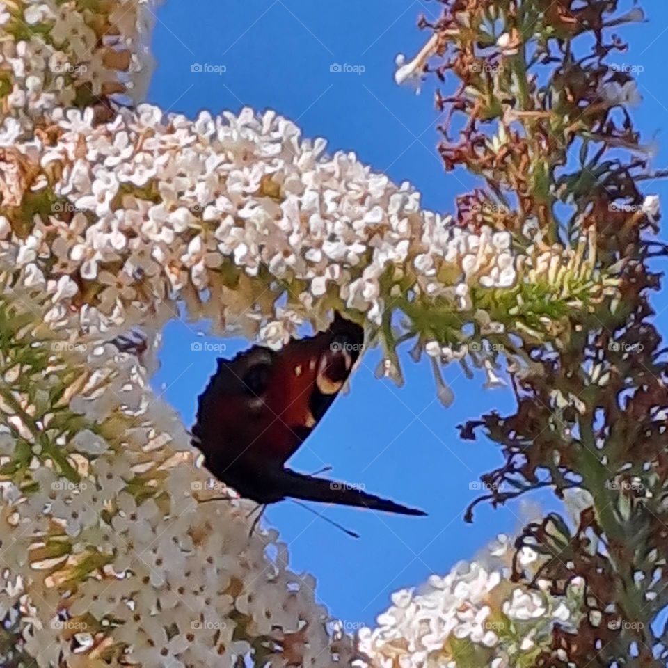 butterfly in the blue n white