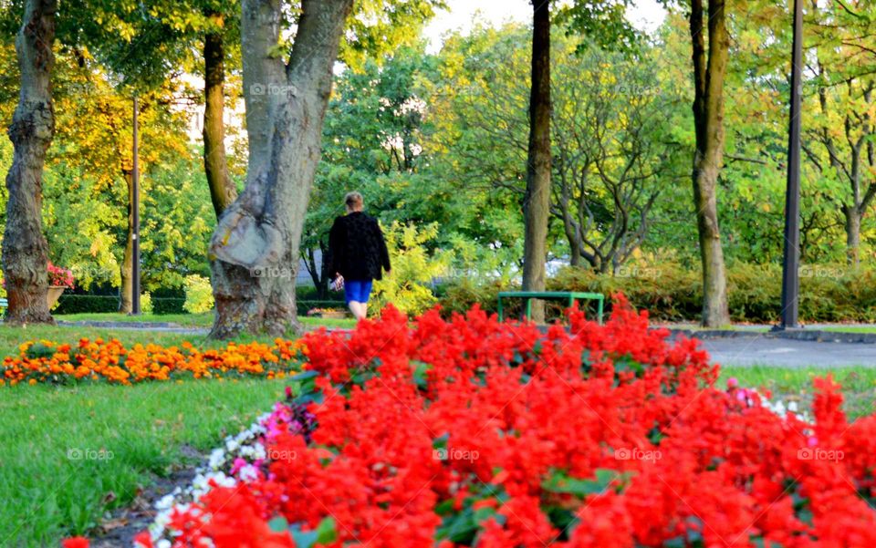 walk in  the park with beautiful botany