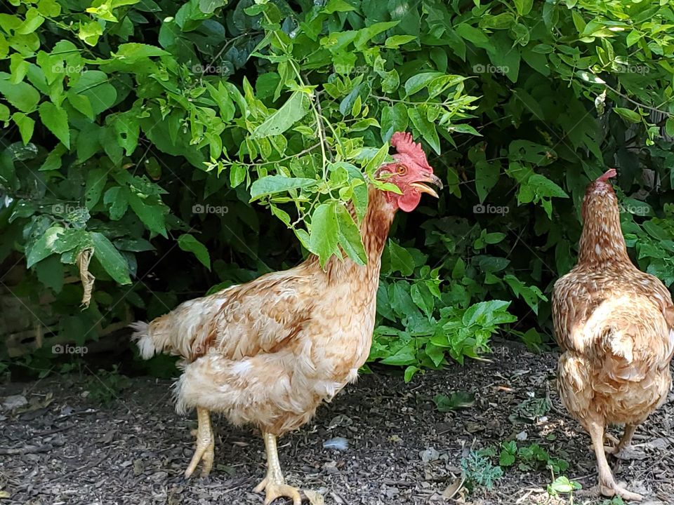 Urban backyard pet chickens