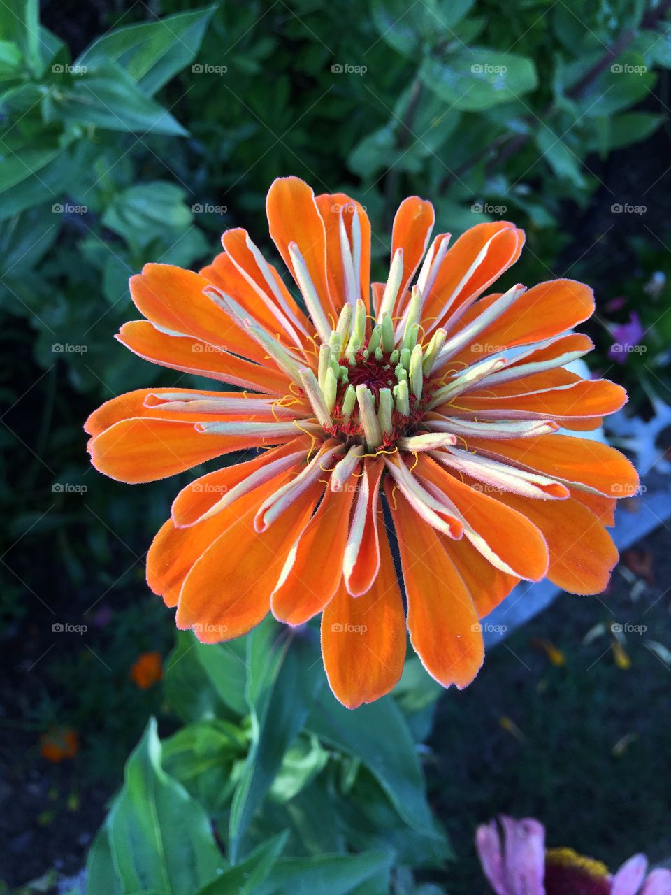 Orange Zinnia