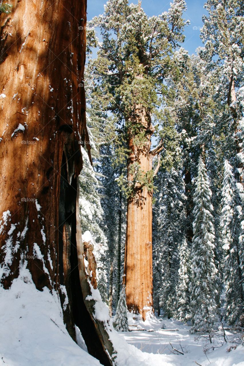 Sequoia park 