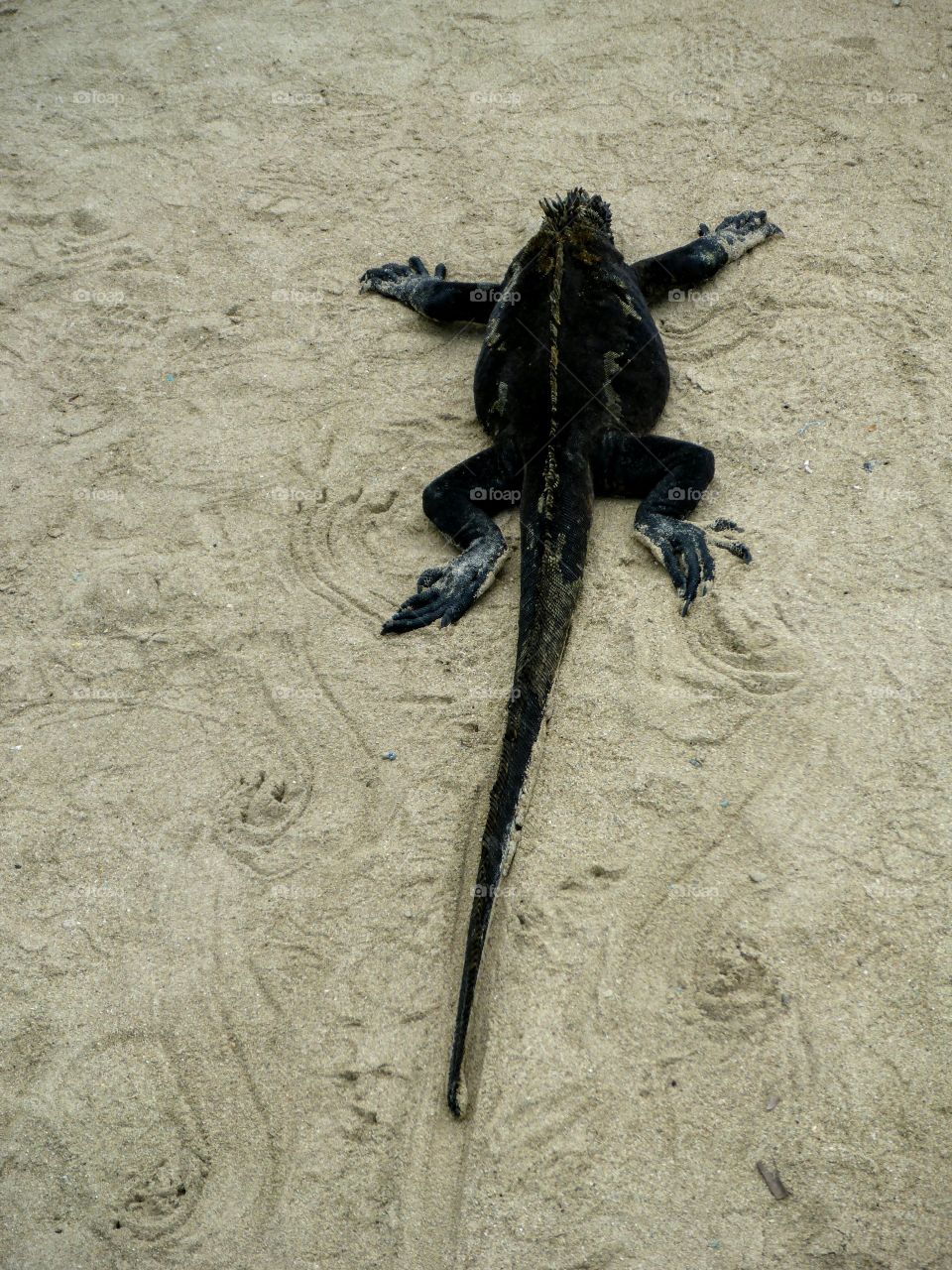 Marine iguana, Galapagos