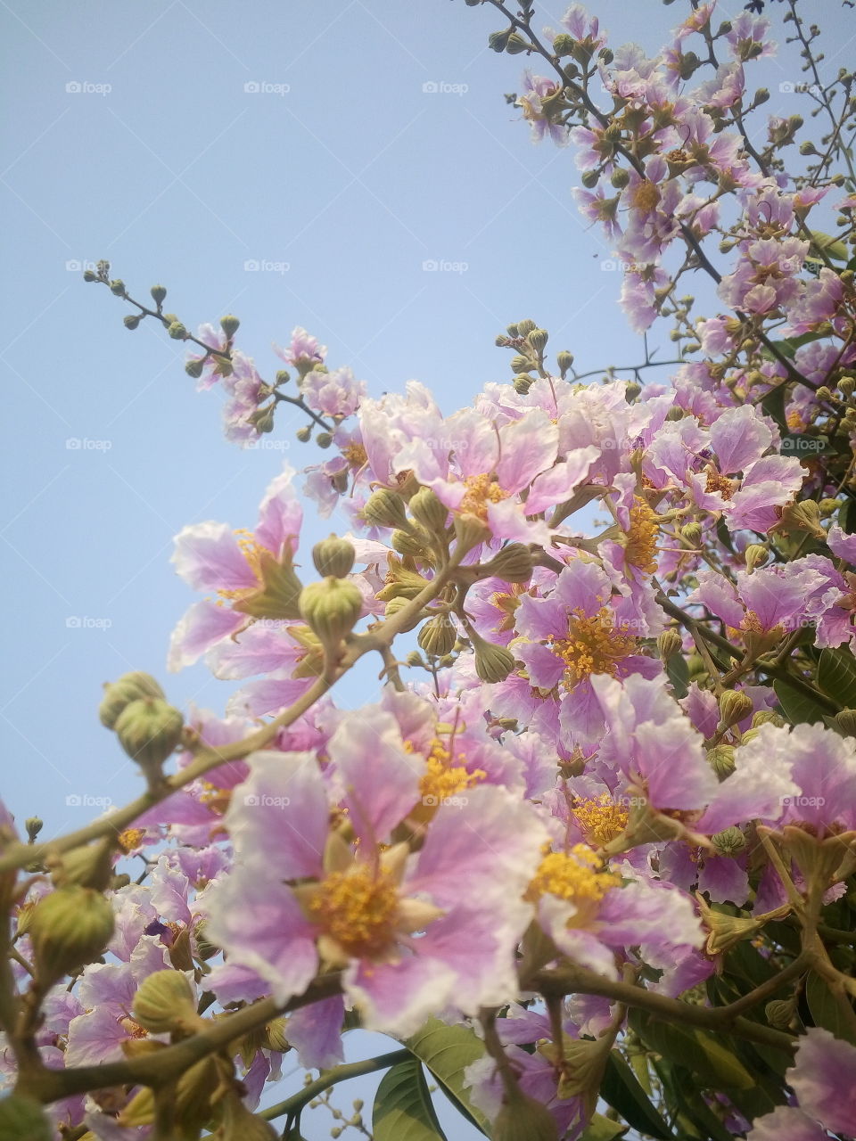 beautiful flowers blooming in summer time