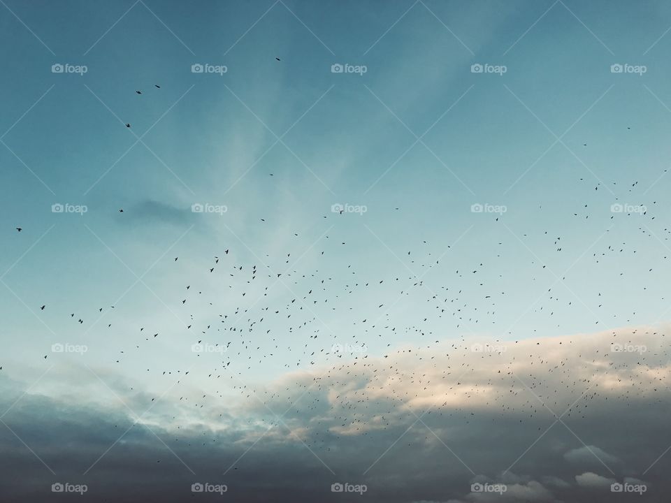 Blue sky with birds