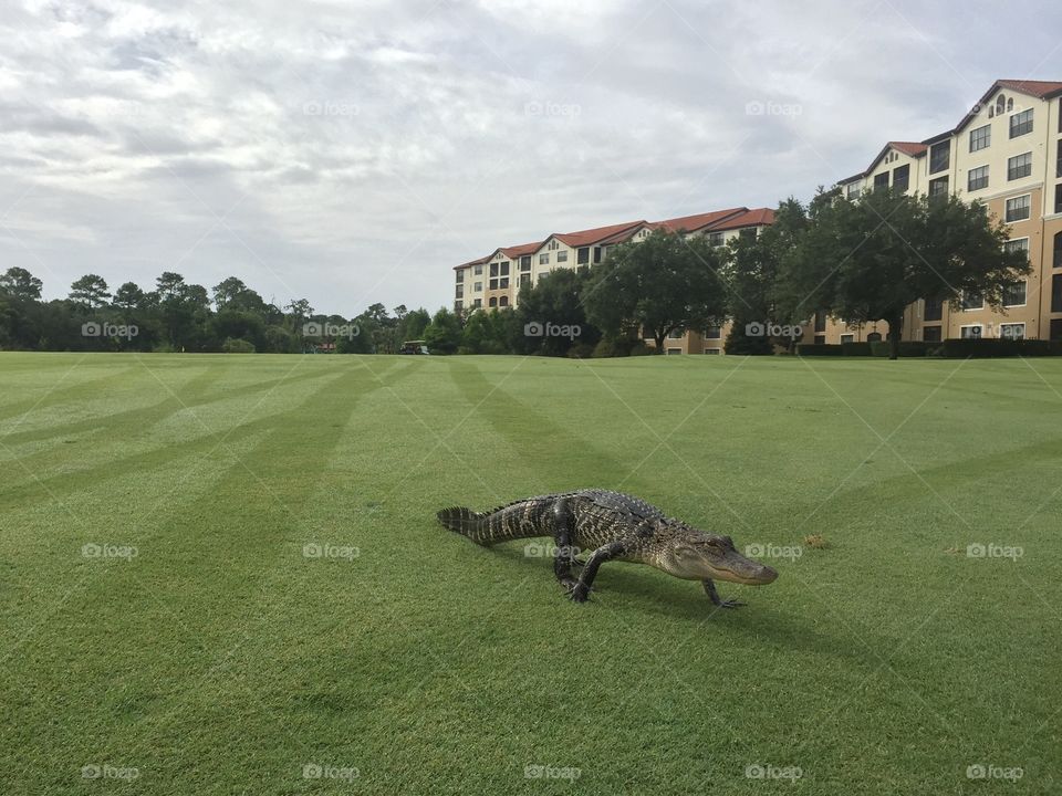 Gator Golf. While enjoying a round of golf this gator decided to cross the fairway to a nearby pond.