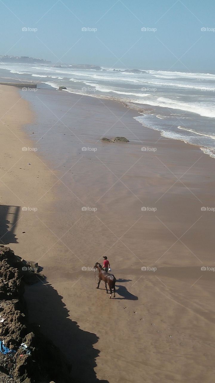 ..

A horse breeder drives a horse by the sea.