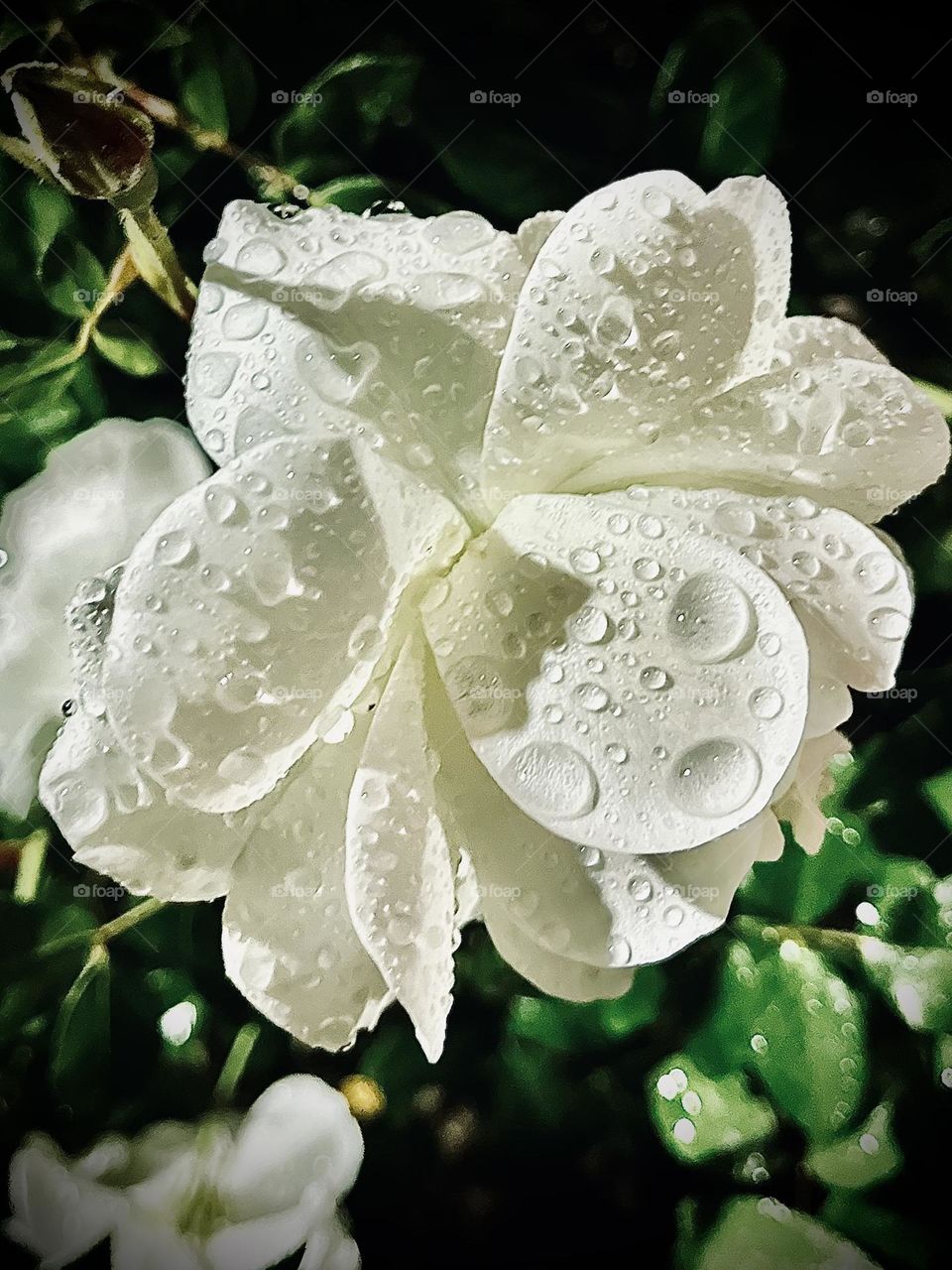 Raindrops on White Rose