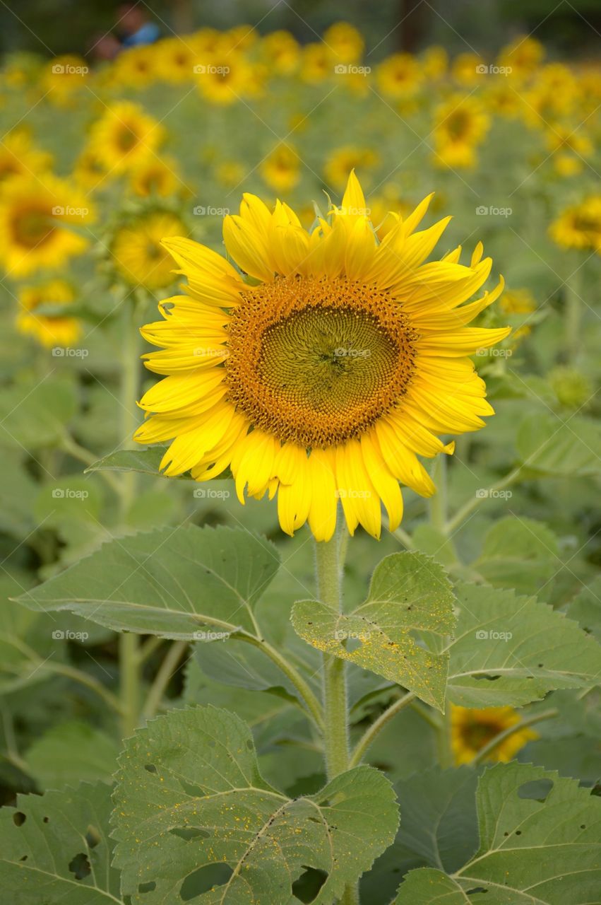 Sunflower in nature garden