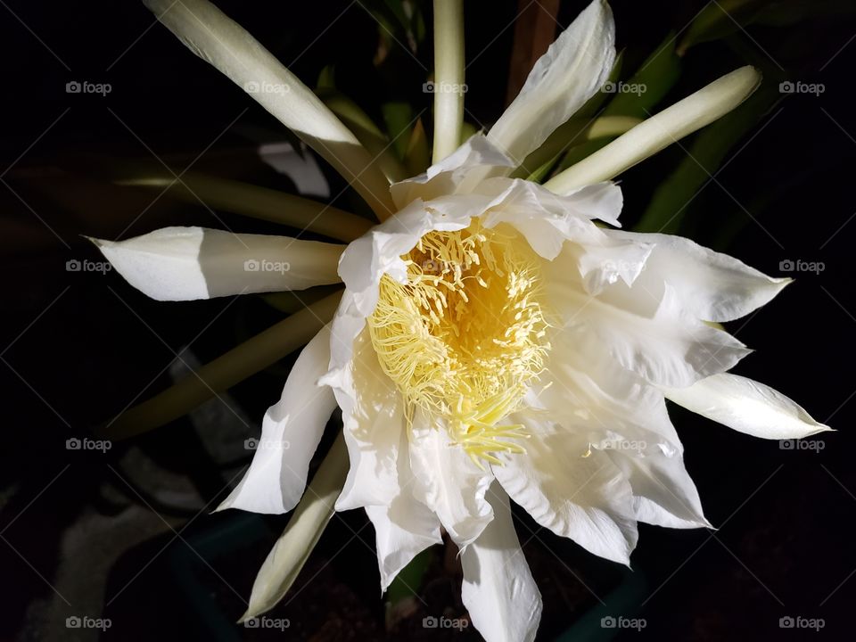 Dragon fruit flower blossom