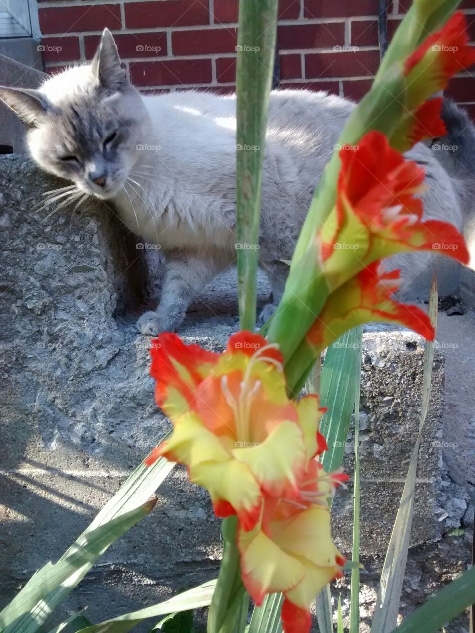 Wolvie and Orange Gladiolus