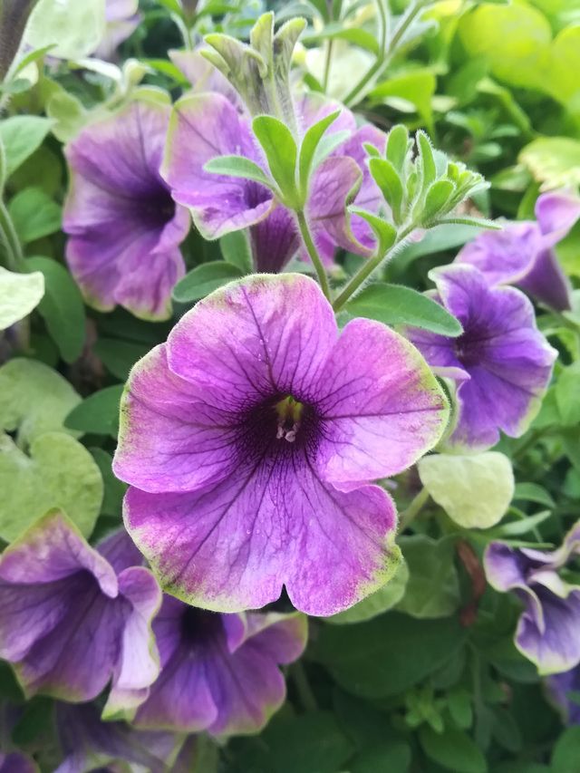 fleur