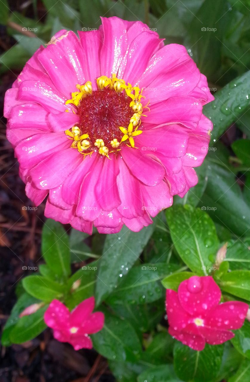 zinnia in the rain