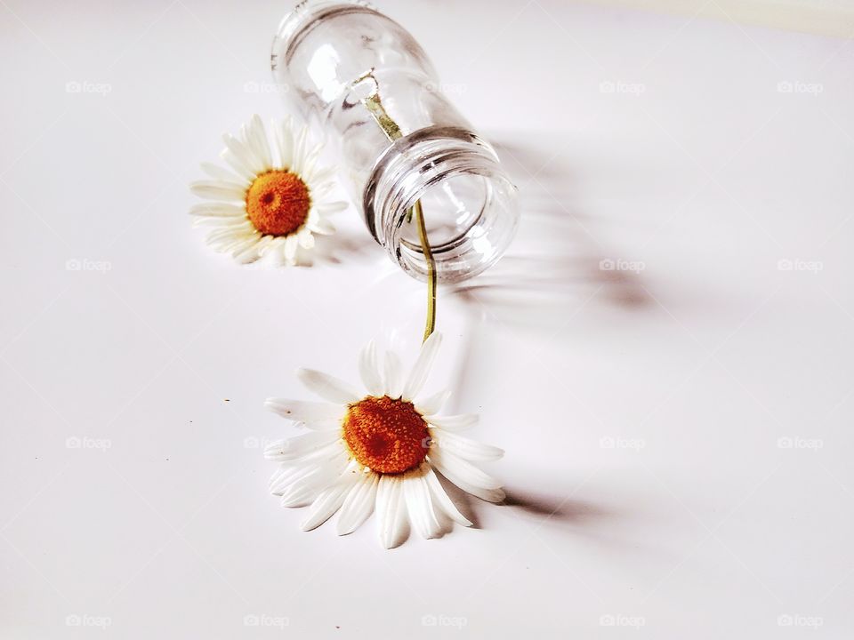 рerfect рroduct рhoto by foaр missions,chamomile in a glass bottle