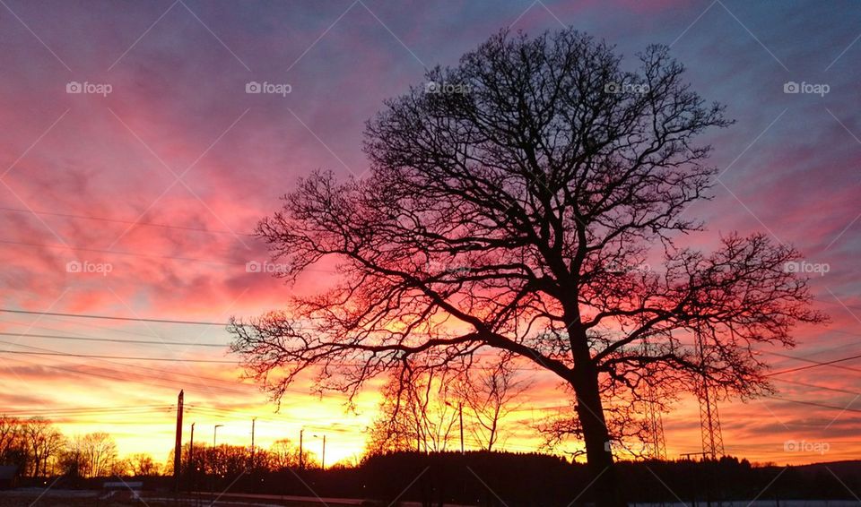 tree in sunset 