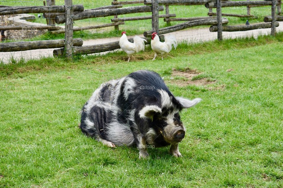 Mangalica boar & chickens in the Queen’s Hamlet at Versailles in France. 