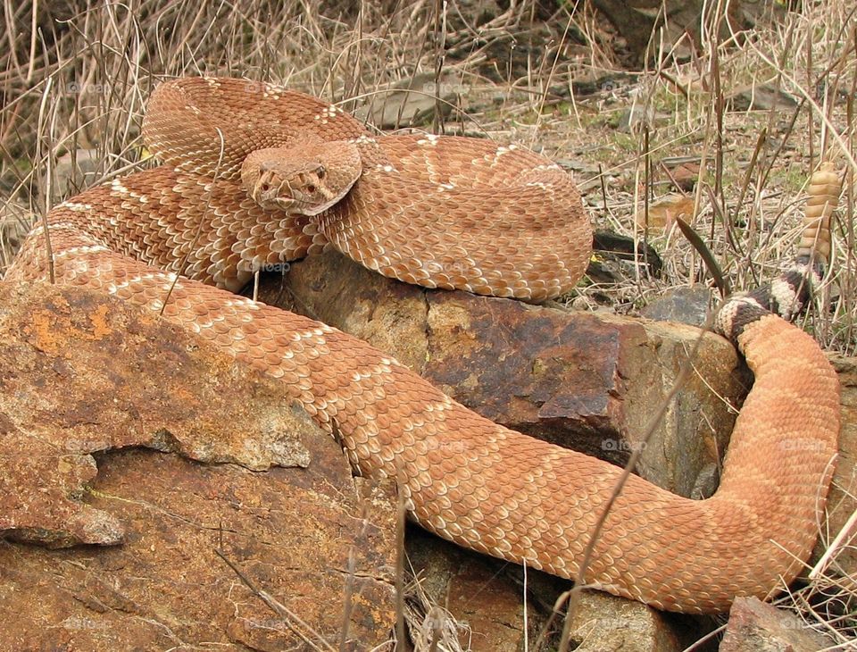 Red Diamond rattlesnake 