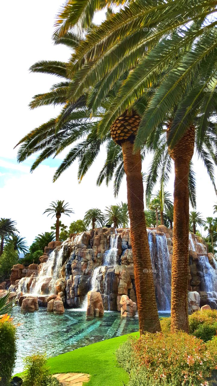 Las Vegas park and palms