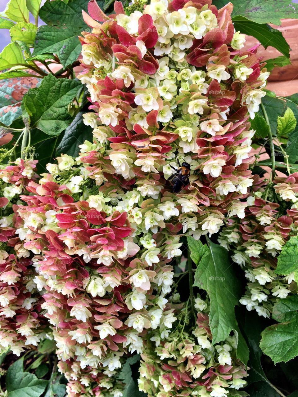 Close-up of Hydrangea