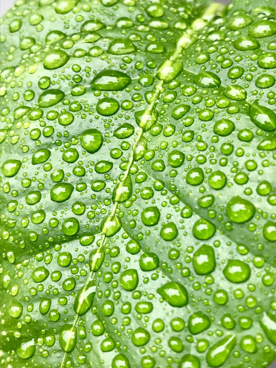 Citrus leaf with water droplets 