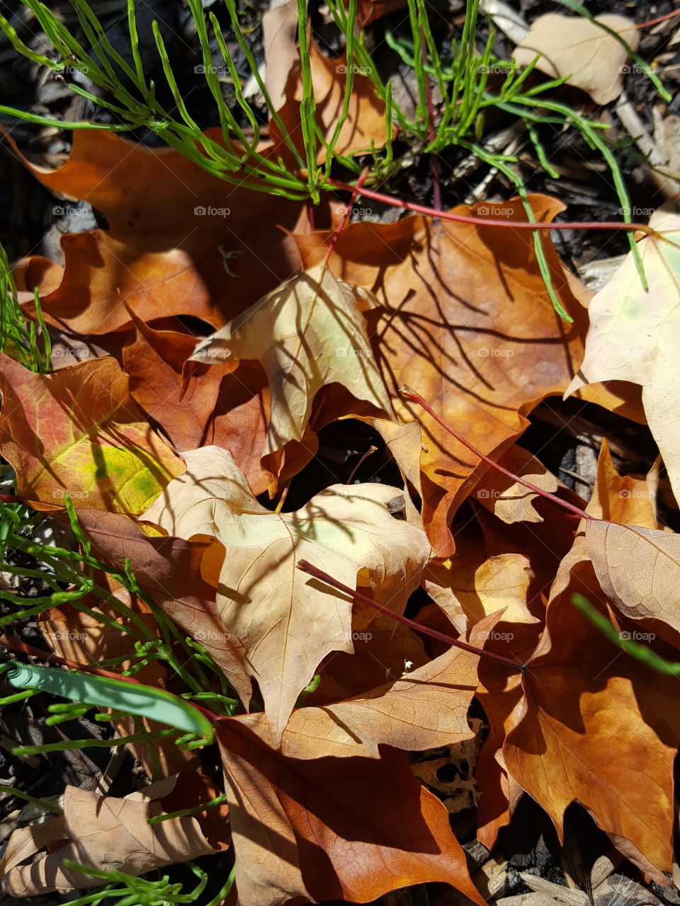 leaves