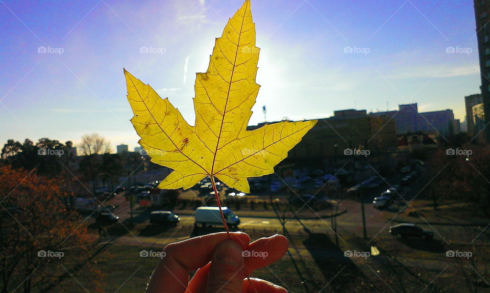 yellow maple leaf